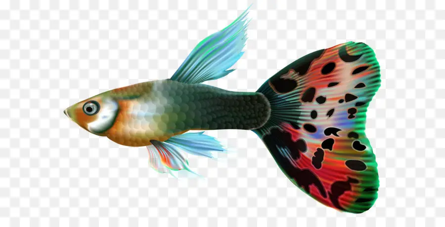 гуппи，костистых рыб PNG