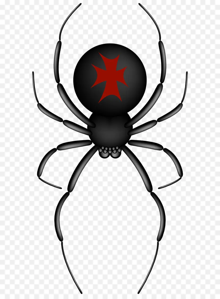 паук，насекомое PNG
