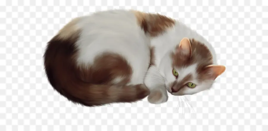 персидская кошка，сиамская кошка PNG