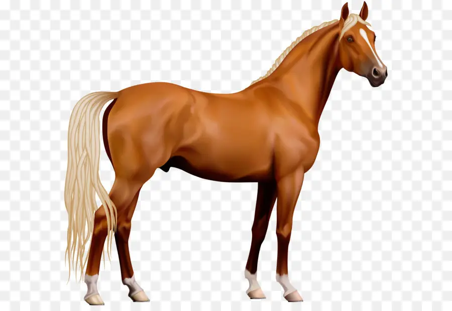 американские краски лошадь，жеребец PNG