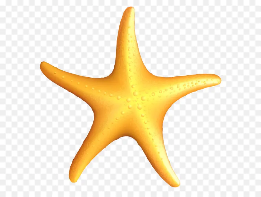 а море звезда，морская звезда PNG
