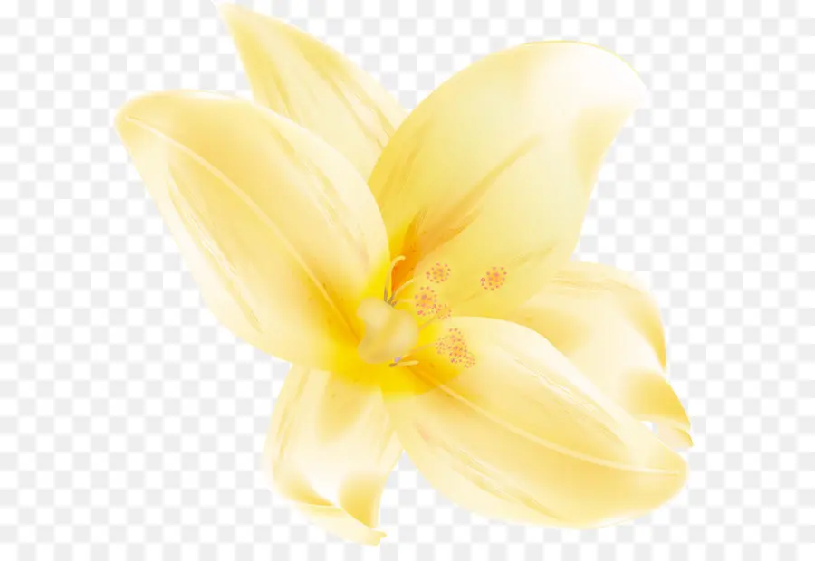 цветок，Лили PNG