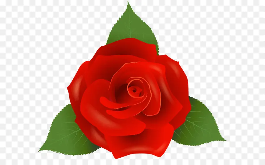 сентифолия роза，розовый галльской PNG