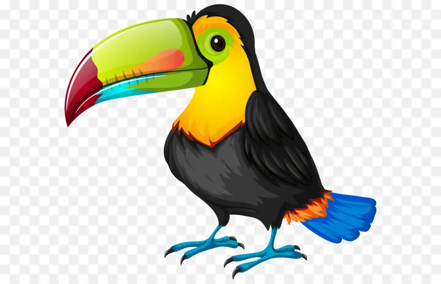 птица，попугай PNG