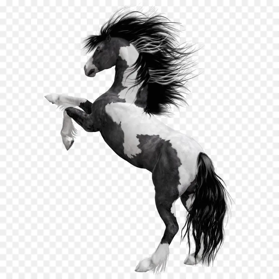 Мустанг，американские краски лошадь PNG