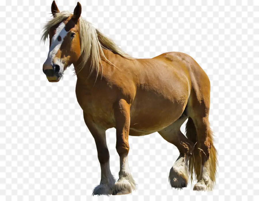 арабские лошади，Мустанг PNG