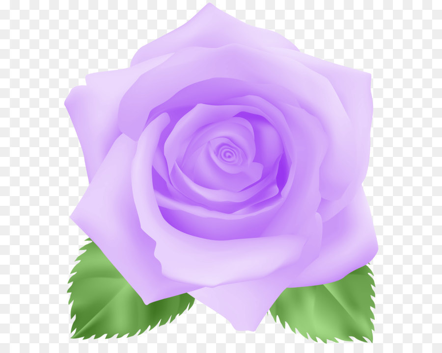 сентифолия роза，фиолетовый PNG