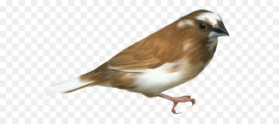 птица，Воробей PNG