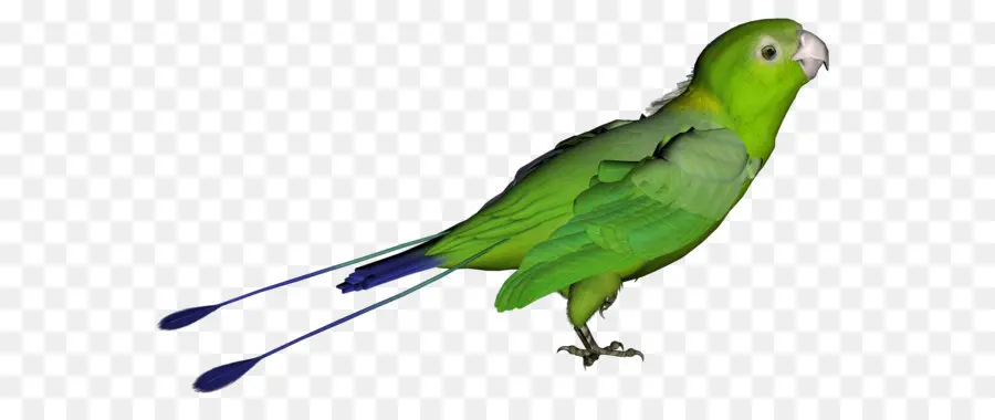 попугай，птица PNG