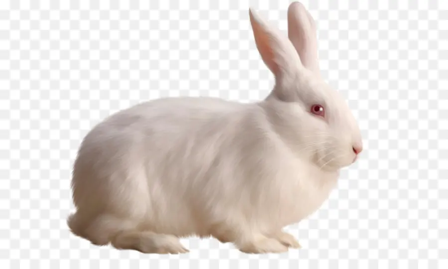 заяц кролик，кролик PNG