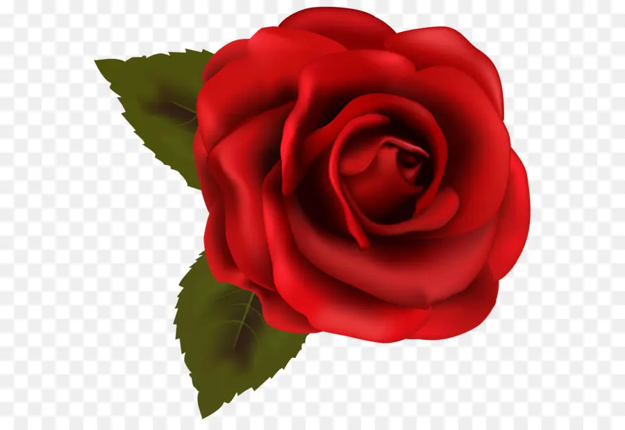 роза，красный PNG