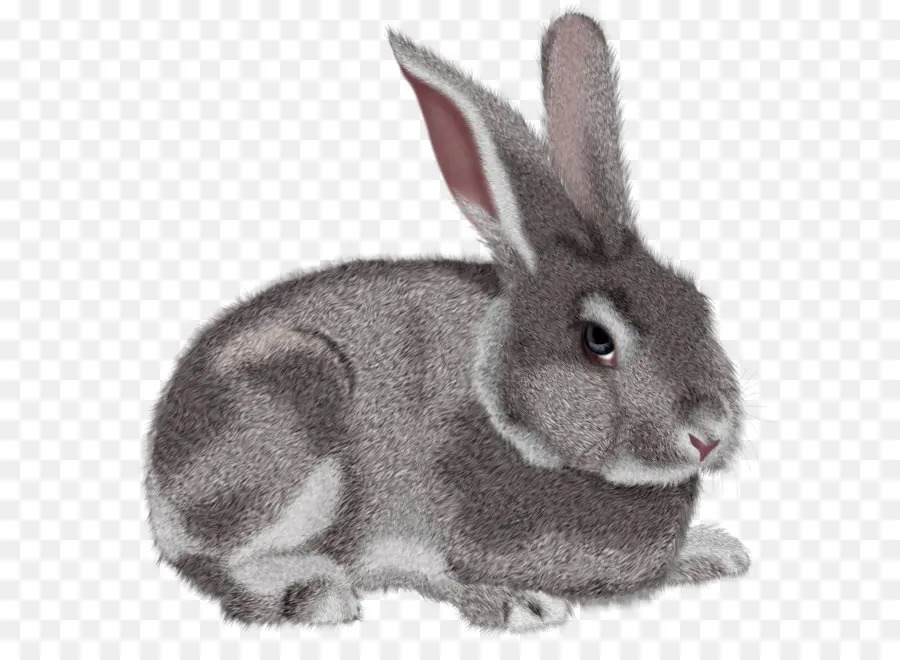 пасхальный кролик，заяц PNG