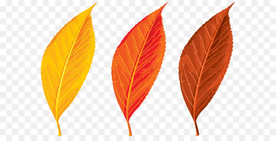 осень，осень листья цвет PNG