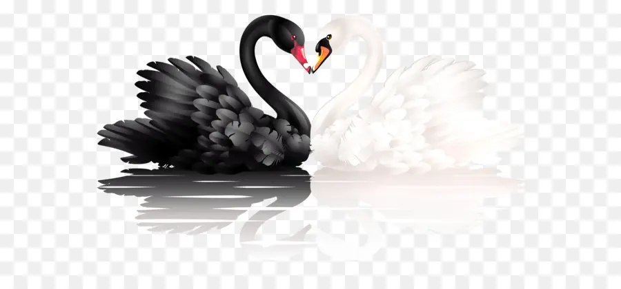 Черный лебедь，сердце PNG