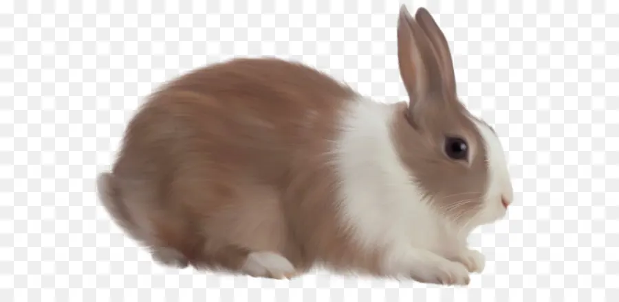 пасхальный кролик，внутренний кролик PNG