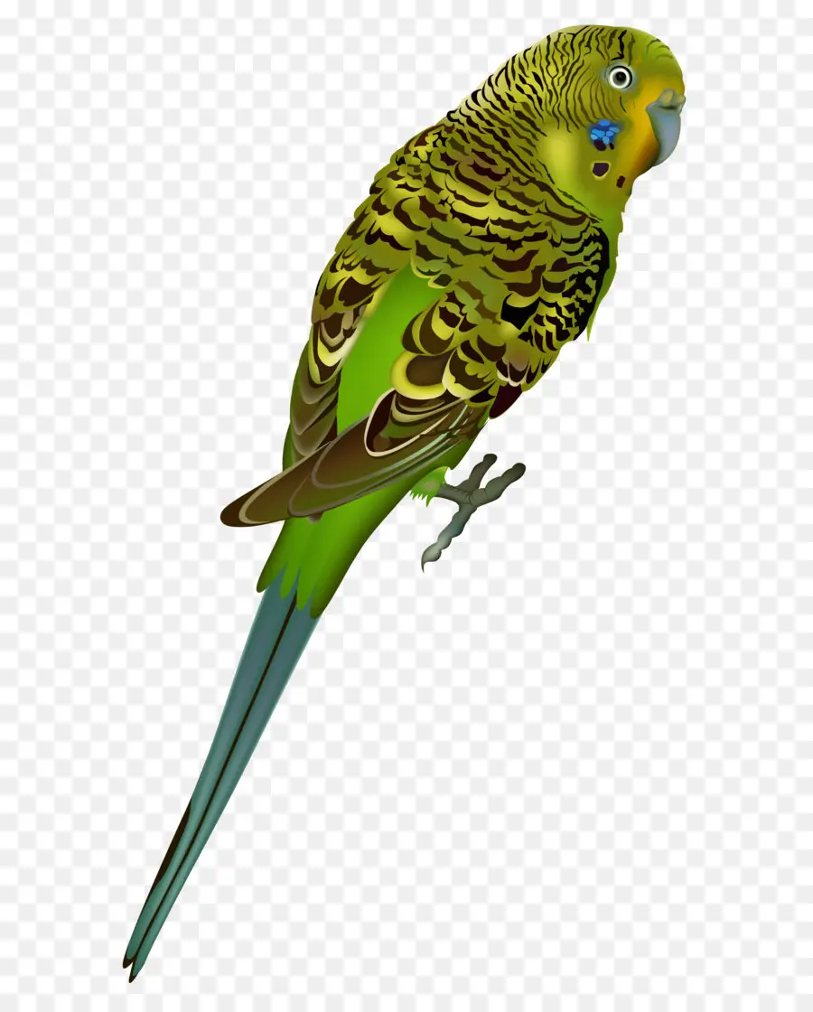 волнистый попугайчик，птица PNG