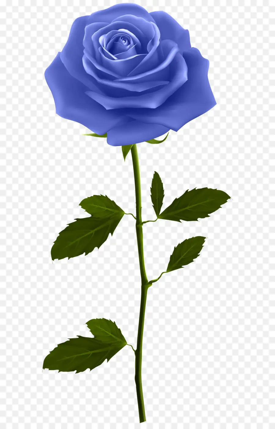 роза，синий роза PNG