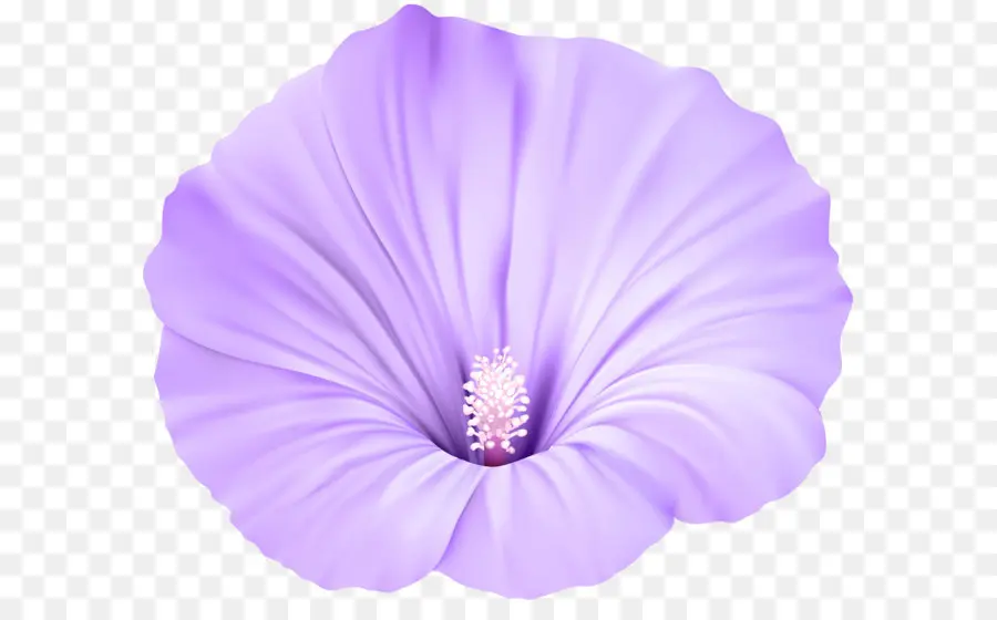 цветок，фиолетовый PNG