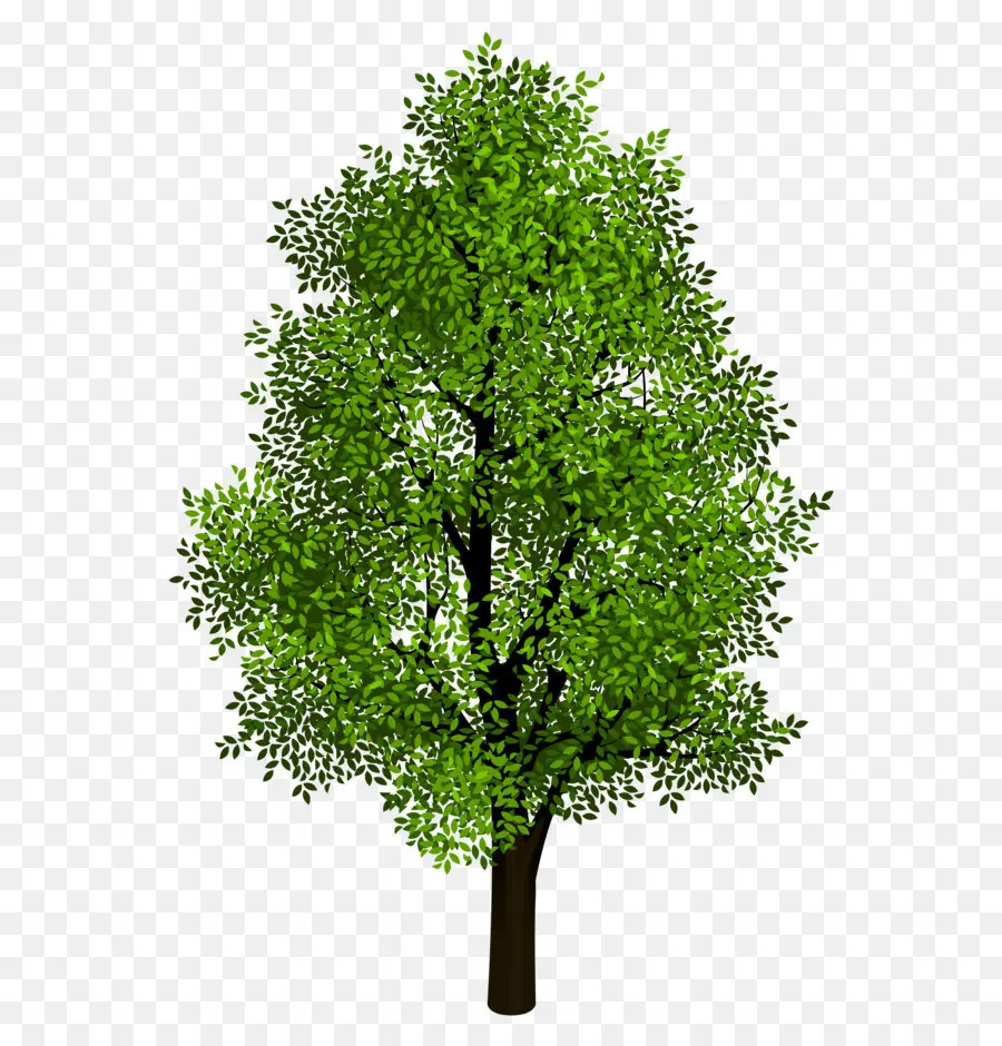 дерево，изометрические проекции PNG