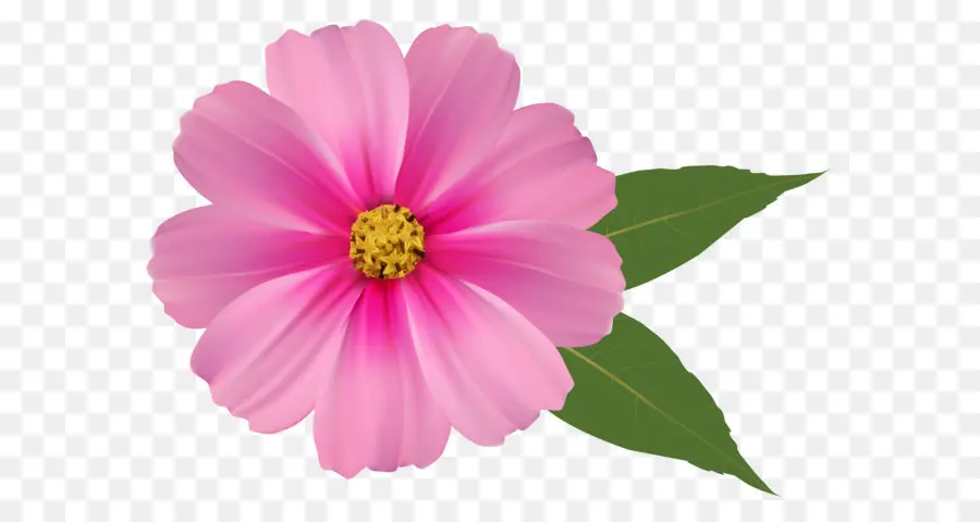 цветок，розовый цветы PNG