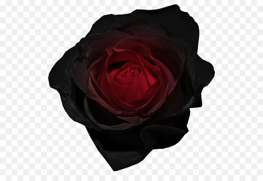 черный роза，роза PNG