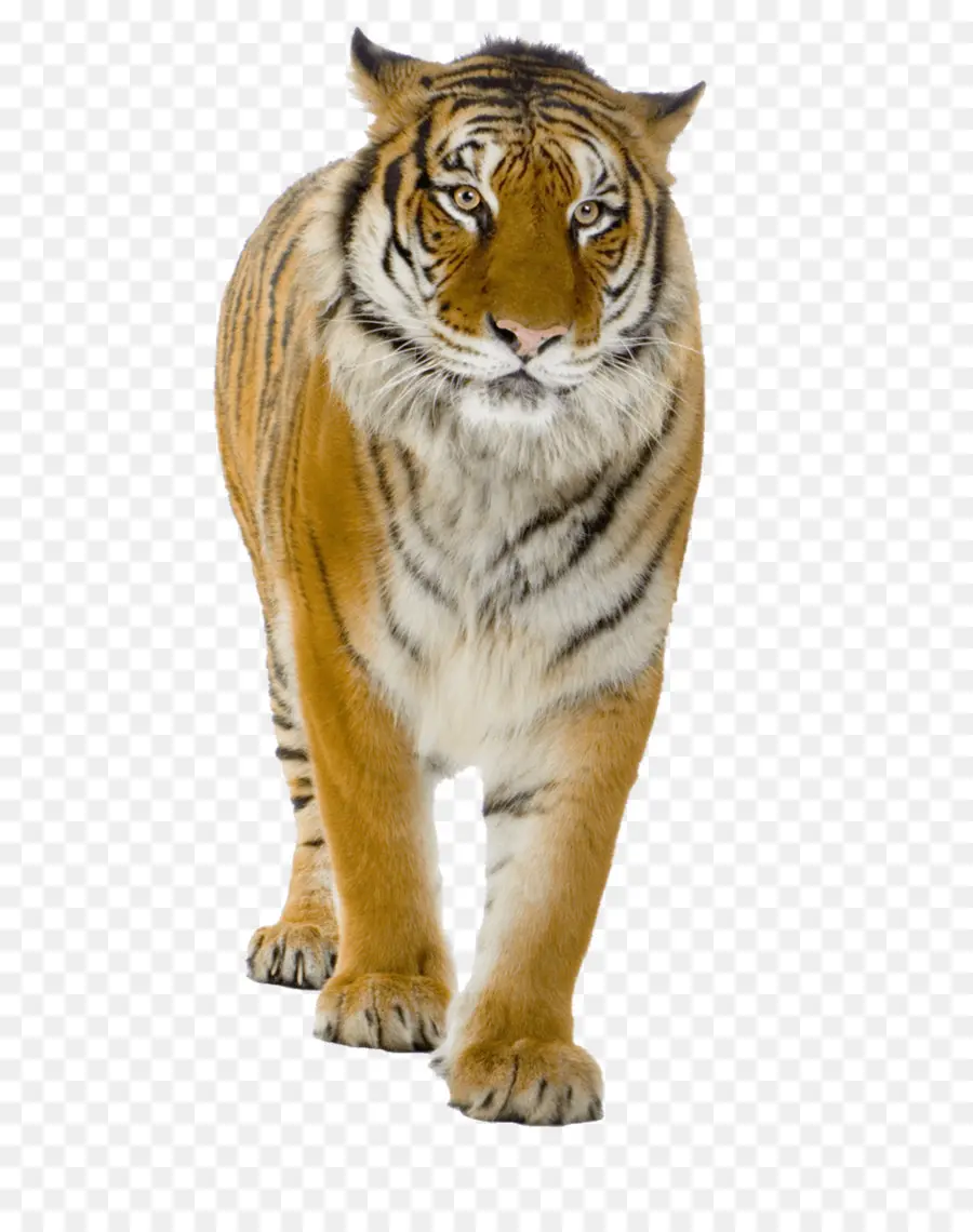 тигр，Лев PNG
