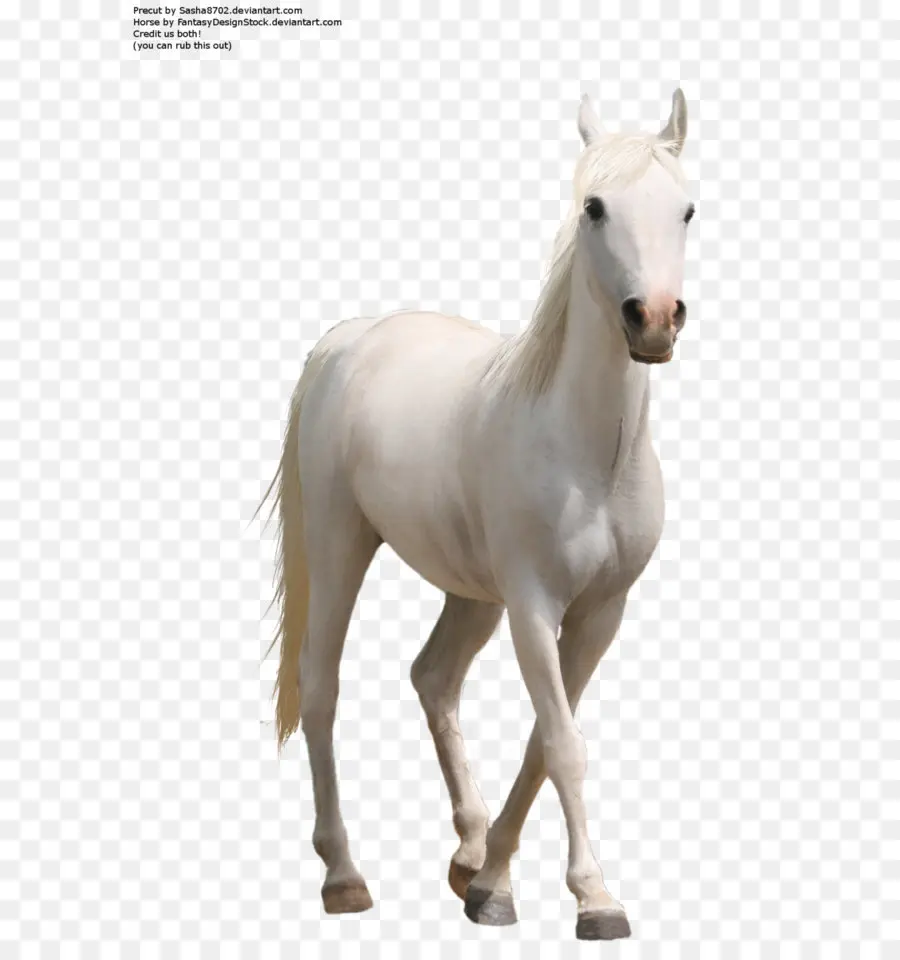 американские краски лошадь，компьютер значки PNG