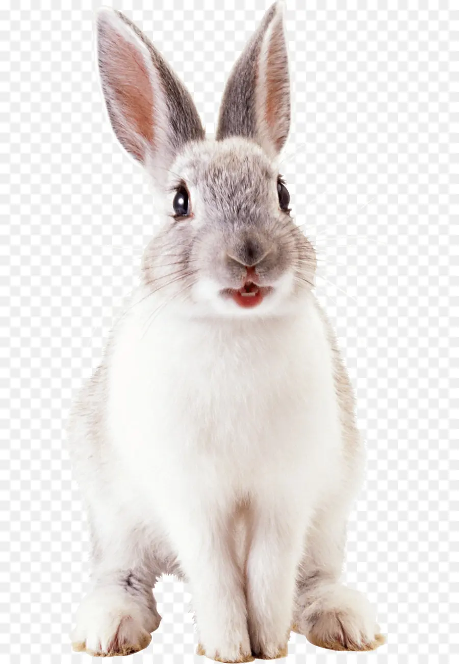 Leporids，кролик PNG