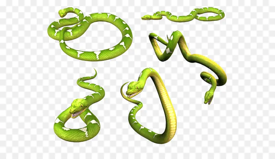 Snake，Восточно зеленый Мамба PNG