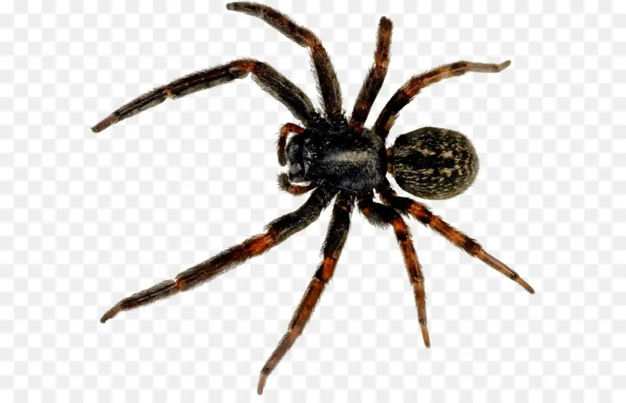 паук，красноспинный паук паук PNG