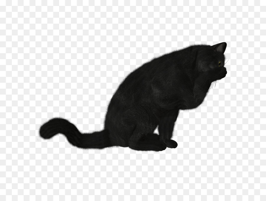 Черная кошка，кошачий PNG