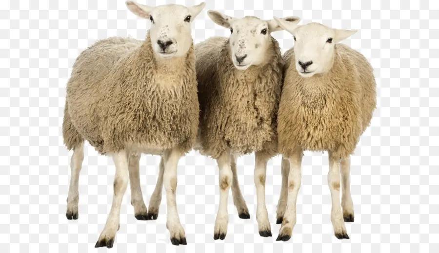 овцы，овцы производства и маркетинг PNG