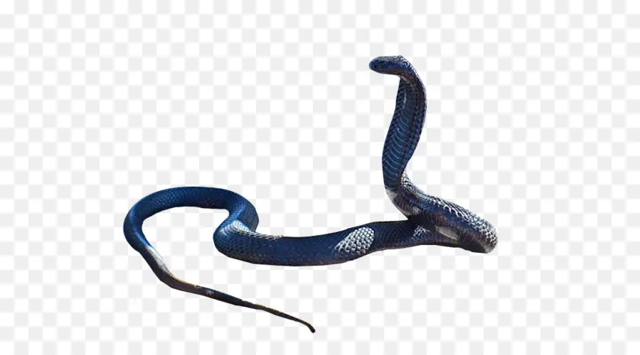 змея，рептилия PNG