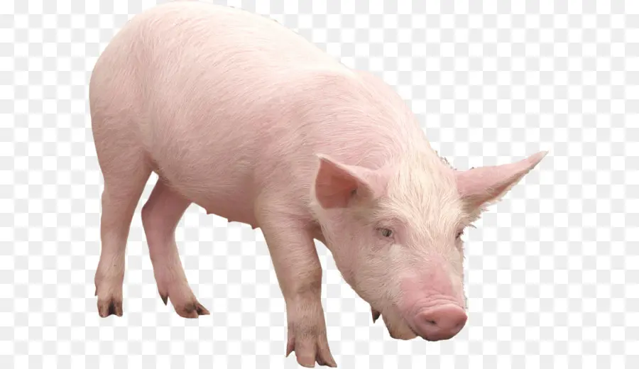 свиньи и свиньи，дикий кабан PNG