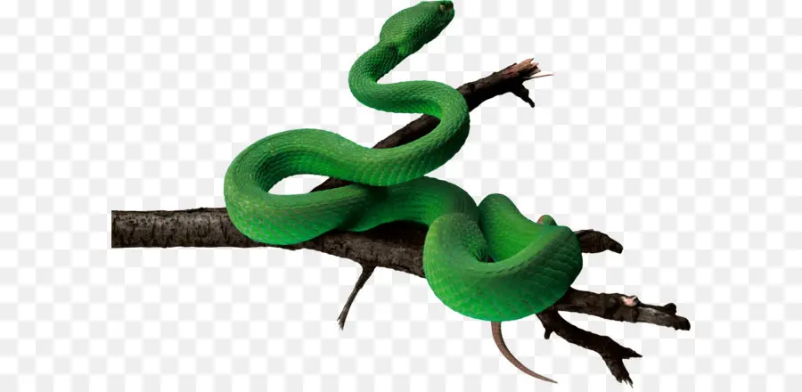 змея，Зеленая Анаконда PNG