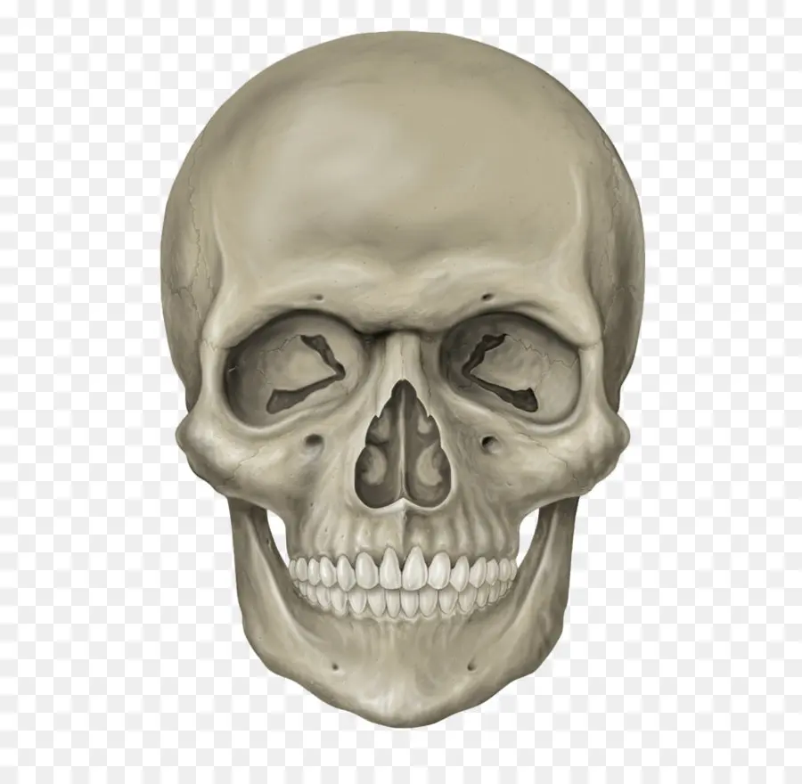 череп，анатомия PNG