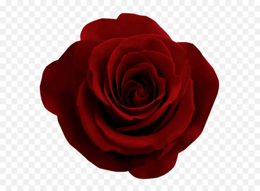 сентифолия роза，цветок PNG