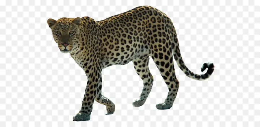 персидский леопард，Африки леопард PNG