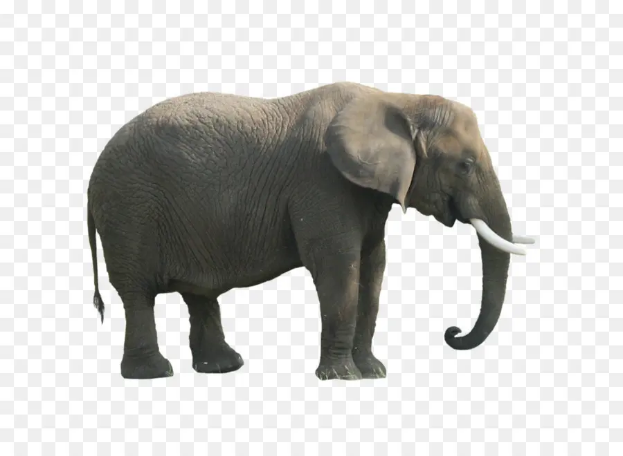 африканского Буша слона，в африканском лесу слон PNG