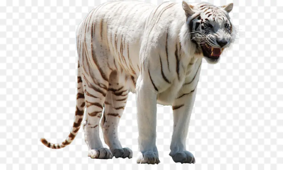 бенгальский тигр，кошка PNG