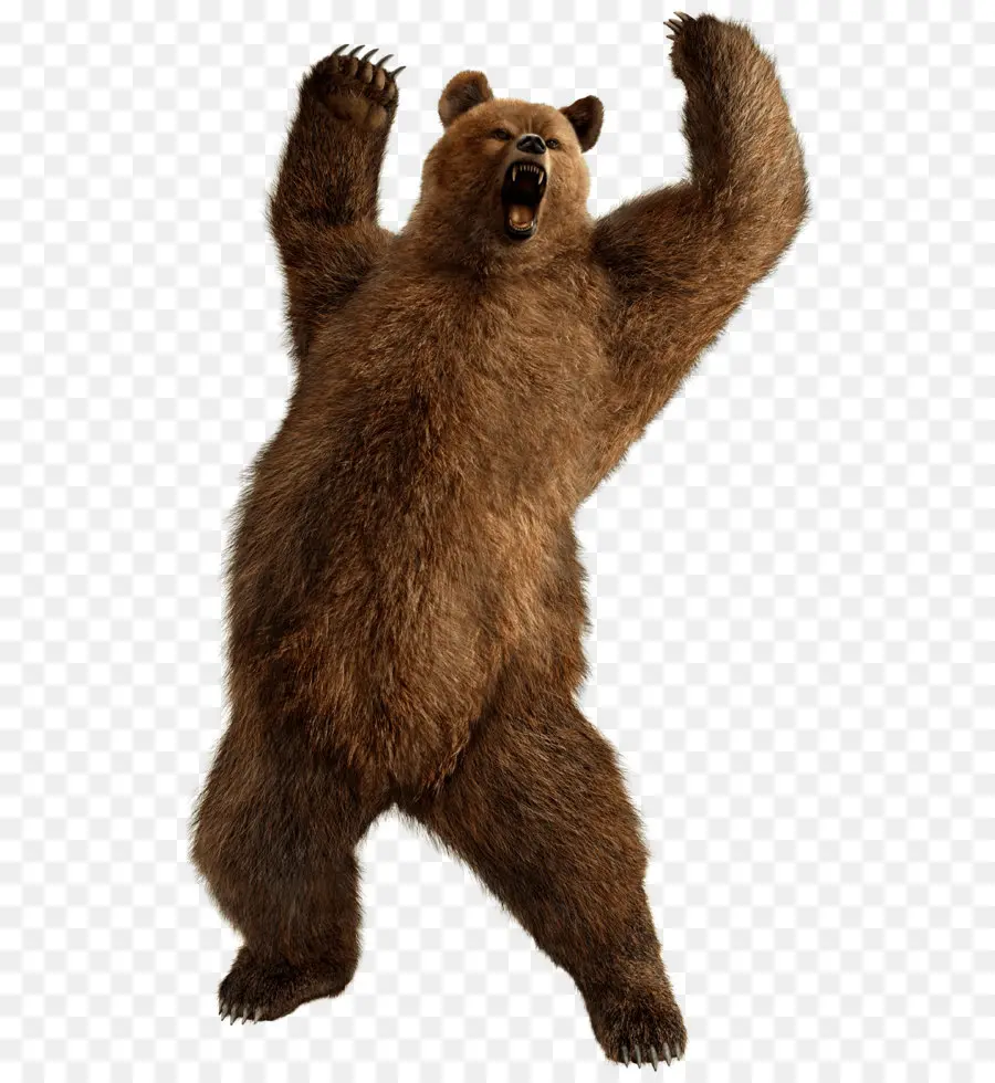 медведь，бурый медведь PNG