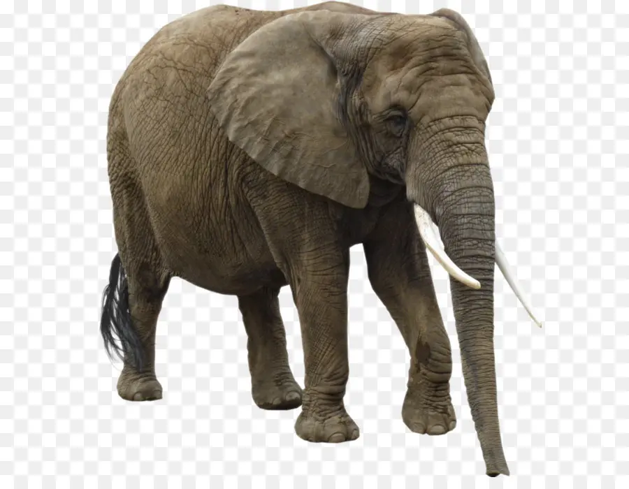 азиатский слон，африканские слон PNG