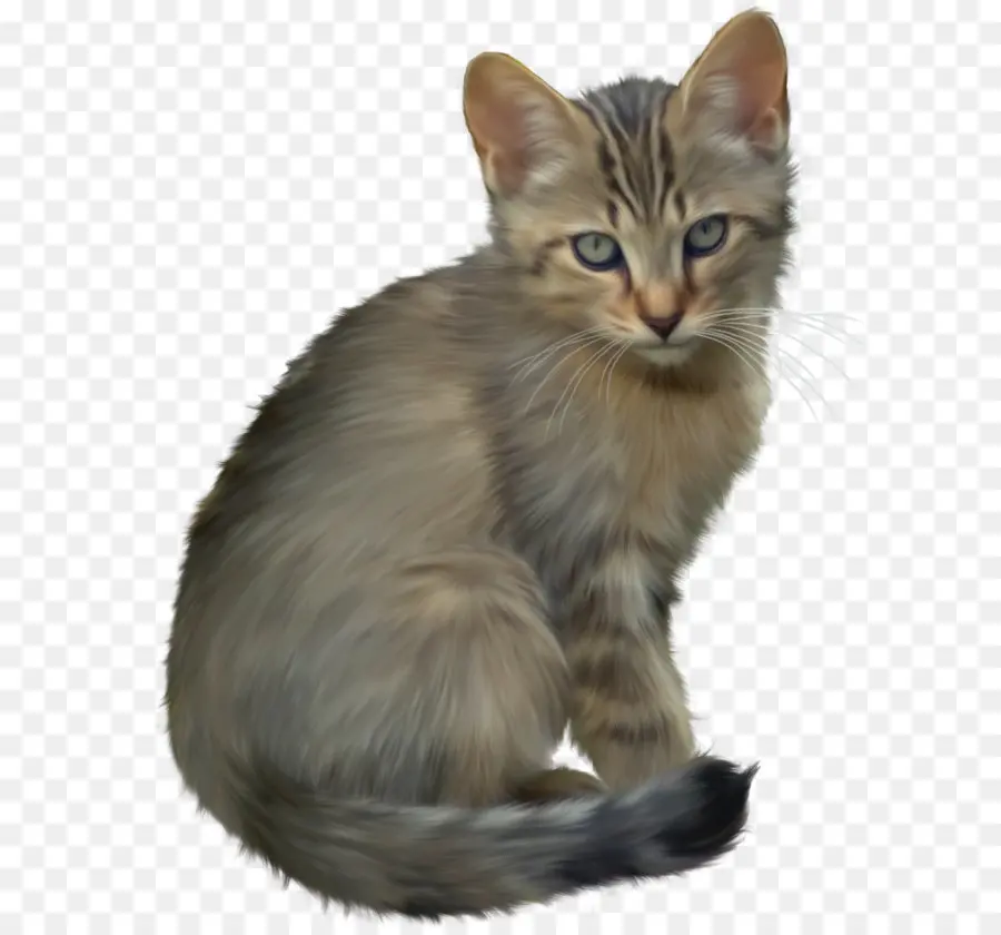 яванский кошка，котенок PNG
