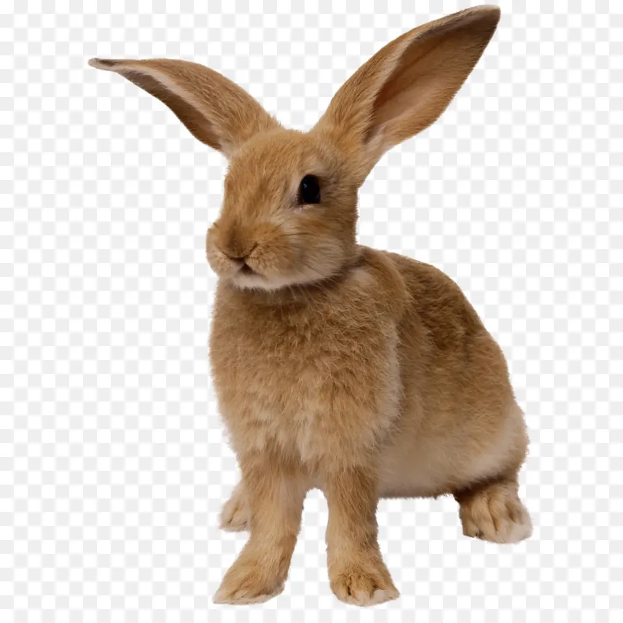 заяц кролик，внутренний кролик PNG