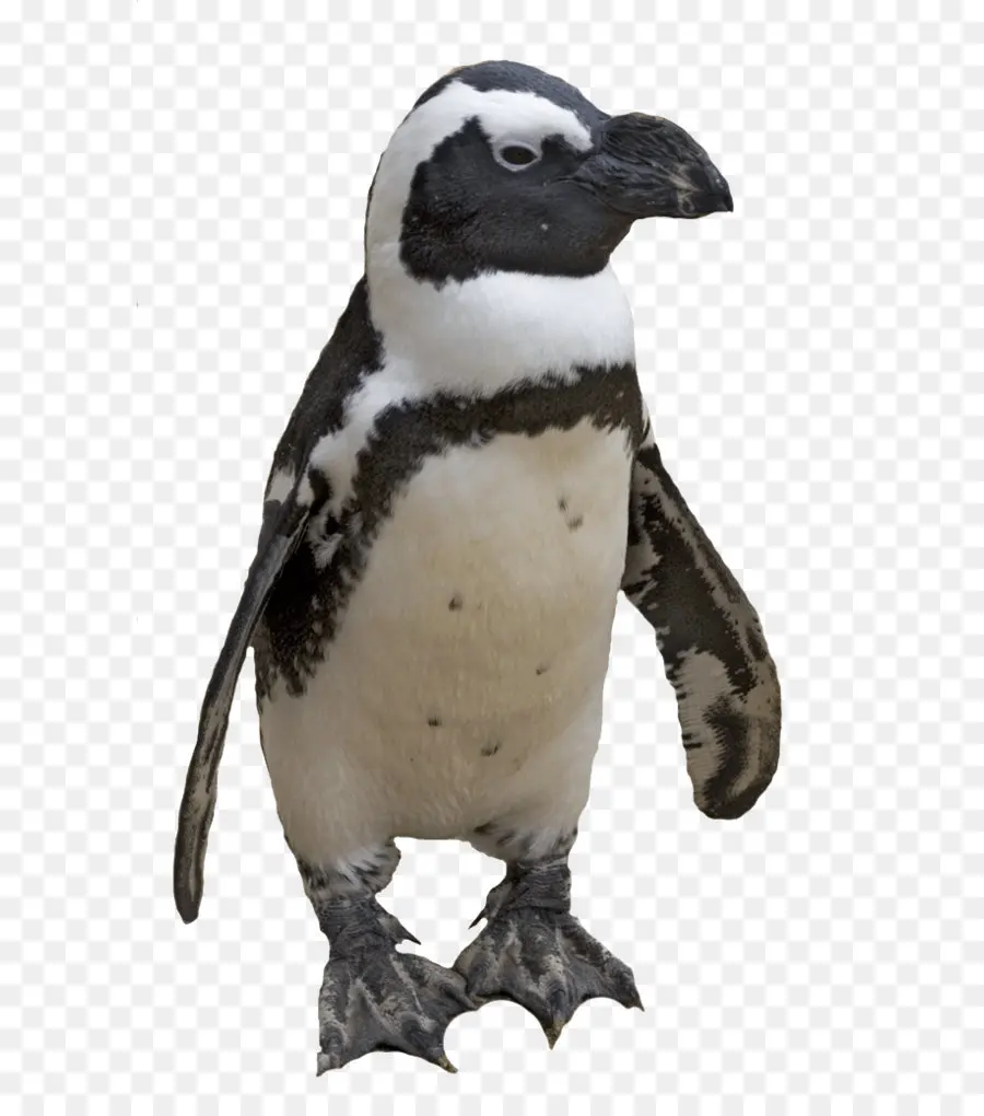 пингвин，птица PNG