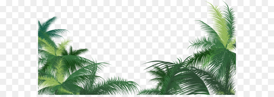 Arecaceae，пальмовую ветвь PNG