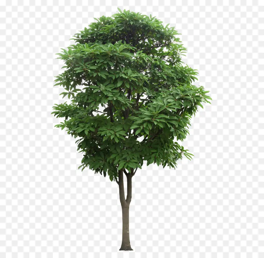 дерево，капсулированные Постскриптум PNG