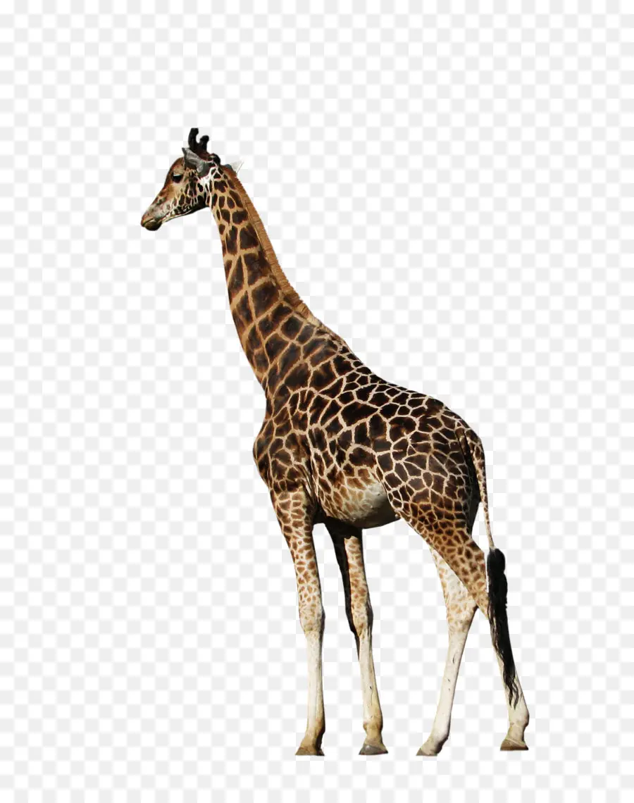 Северо жираф，олень PNG