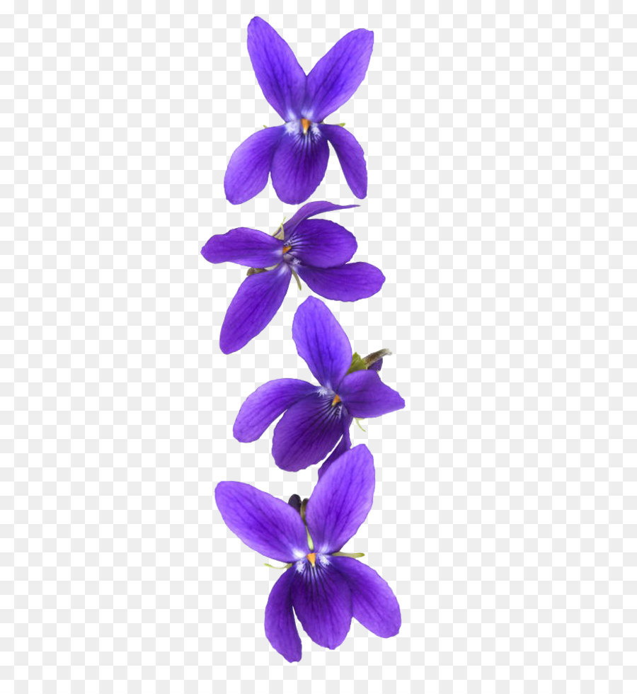 Фиолетовые цветы на прозрачном фоне