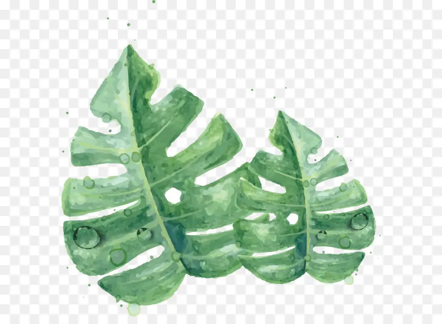 зеленый，лист PNG